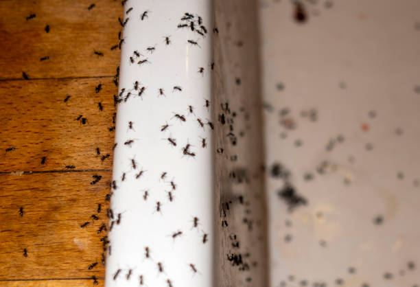 Wrightsboro, NC Pest Control Company