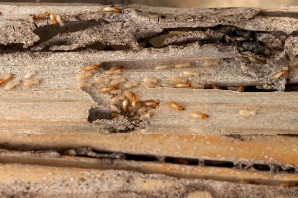 Best Affordable Pest Control Services  in Wrightsboro, NC